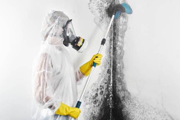 Best Airborne Mold Testing  in Clinton, NY