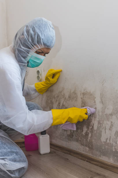 Best Mold Prevention Services  in Clinton, NY