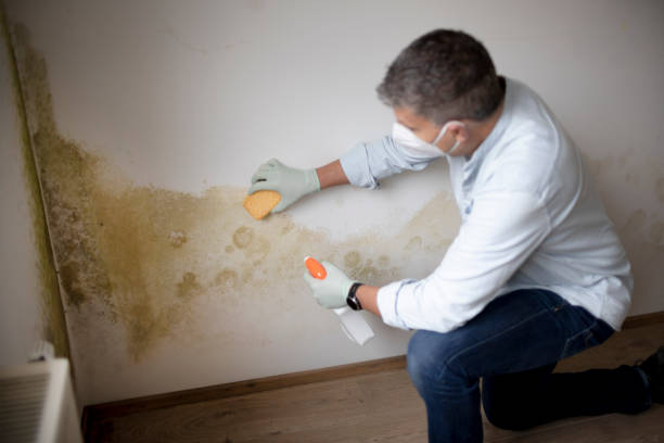 Best Basement Mold Removal  in Clinton, NY