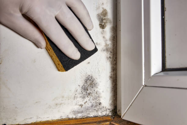 Best Commercial Mold Inspection  in Clinton, NY